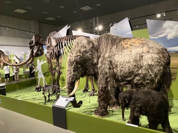 特別展「氷河期展 〜人類が見た4万年前の世界〜」（国立科学博物館）に投稿された画像（2025/7/17）