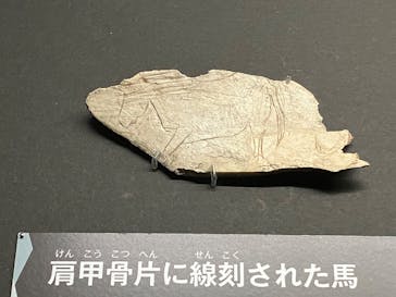 特別展「氷河期展 〜人類が見た4万年前の世界〜」（国立科学博物館）に投稿された画像（2025/7/17）