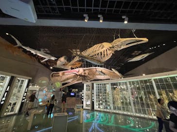 国立科学博物館に投稿された画像（2025/7/17）