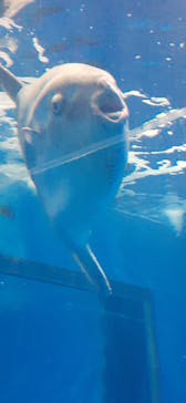 アクアワールド茨城県大洗水族館に投稿された画像（2025/7/17）