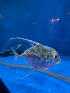 仙台うみの杜水族館に投稿された画像（2025/7/17）