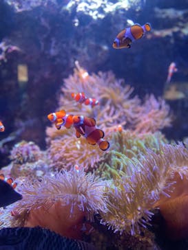 仙台うみの杜水族館に投稿された画像（2025/7/17）