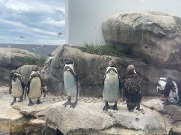仙台うみの杜水族館に投稿された画像（2025/7/17）