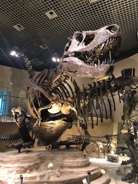 国立科学博物館に投稿された画像（2025/7/17）