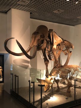 国立科学博物館に投稿された画像（2025/7/17）