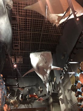 国立科学博物館に投稿された画像（2025/7/17）