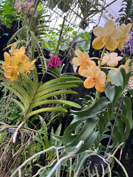 沖縄美ら海水族館に投稿された画像（2025/7/17）