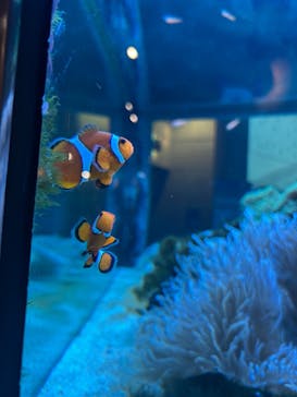 大分マリーンパレス水族館 「うみたまご」に投稿された画像（2025/7/17）