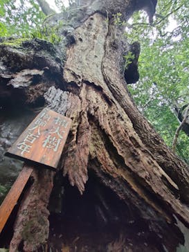 大門坂茶屋に投稿された画像（2025/7/17）