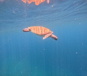 マーレ石垣島に投稿された画像（2025/7/17）