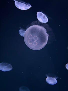 サンシャイン水族館に投稿された画像（2025/7/17）