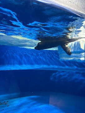 サンシャイン水族館に投稿された画像（2025/7/17）