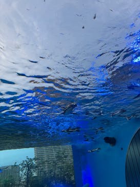 サンシャイン水族館に投稿された画像（2025/7/17）