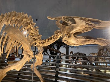 福井県立恐竜博物館に投稿された画像（2025/7/17）