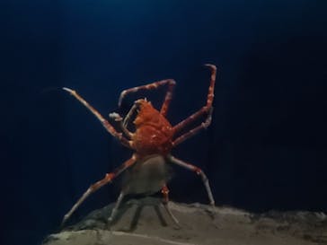 名古屋港水族館に投稿された画像（2025/7/17）