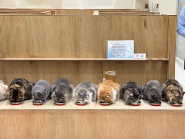 Cat Café MOFF イオンモール浜松志都呂店に投稿された画像（2025/7/17）