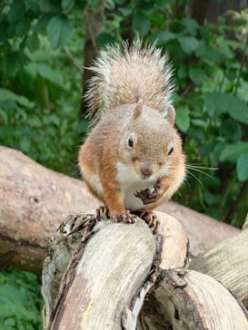 那須どうぶつ王国に投稿された画像（2025/7/17）