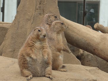 那須どうぶつ王国に投稿された画像（2025/7/17）