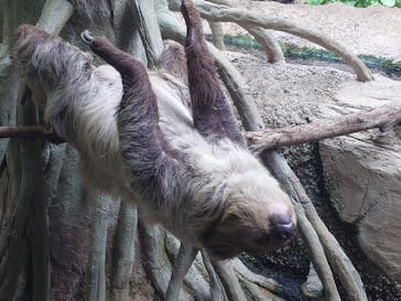 那須どうぶつ王国に投稿された画像（2025/7/17）