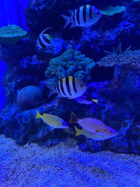 竹島水族館に投稿された画像（2025/7/18）