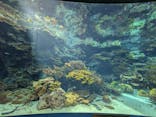 沖縄美ら海水族館に投稿された画像（2025/7/18）