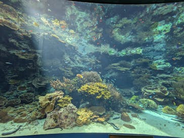 沖縄美ら海水族館に投稿された画像（2025/7/18）