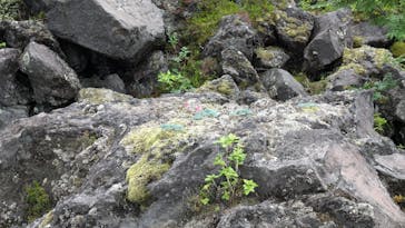 鬼押出し園に投稿された画像（2025/7/18）