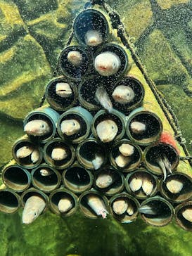 上越市立水族博物館 うみがたりに投稿された画像（2025/7/18）