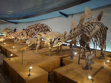 福井県立恐竜博物館に投稿された画像（2025/7/18）