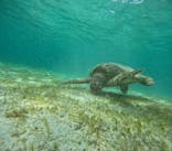 OCEAN LIFE 宮古島に投稿された画像（2025/7/18）