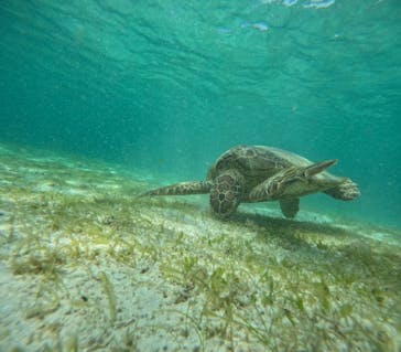 OCEAN LIFE 宮古島に投稿された画像（2025/7/18）