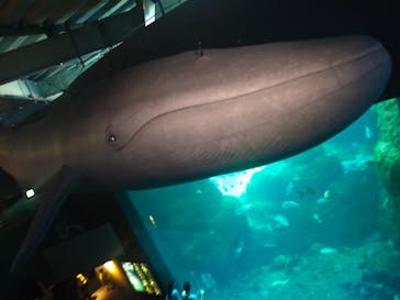 新江ノ島水族館に投稿された画像（2025/7/18）