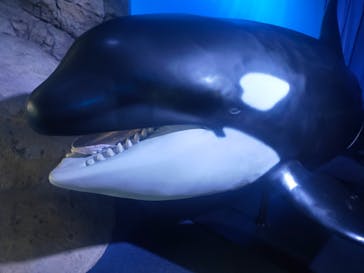 新江ノ島水族館に投稿された画像（2025/7/18）