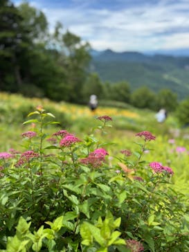志賀高原ゴールデンラインに投稿された画像（2025/7/18）