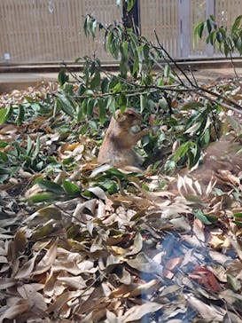 名古屋市東山動植物園に投稿された画像（2025/7/18）