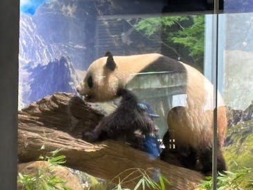 恩賜上野動物園に投稿された画像（2025/7/18）