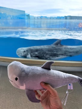 新江ノ島水族館に投稿された画像（2025/7/18）