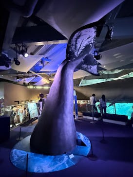 新江ノ島水族館に投稿された画像（2025/7/18）