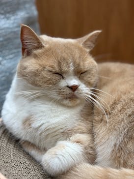 Cat Café MOFF コクーンシティさいたま新都心店に投稿された画像（2025/7/18）