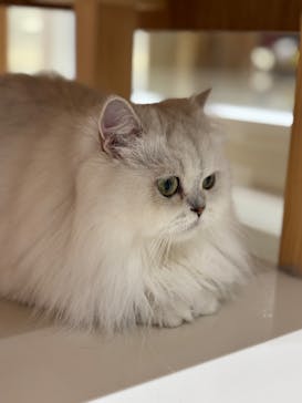 Cat Café MOFF コクーンシティさいたま新都心店に投稿された画像（2025/7/18）