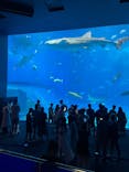 沖縄美ら海水族館に投稿された画像（2025/7/18）