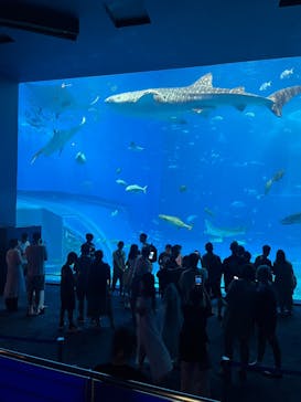 沖縄美ら海水族館に投稿された画像（2025/7/18）