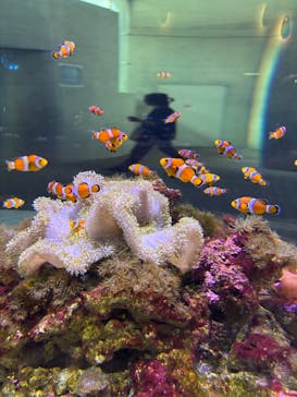 大分マリーンパレス水族館 「うみたまご」に投稿された画像（2025/7/18）