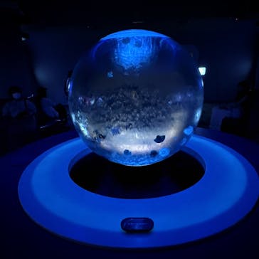 新江ノ島水族館に投稿された画像（2025/7/18）