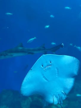 アクアワールド茨城県大洗水族館に投稿された画像（2025/7/18）
