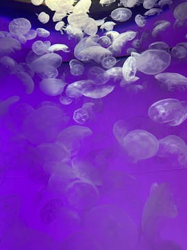 アクアワールド茨城県大洗水族館に投稿された画像（2025/7/18）