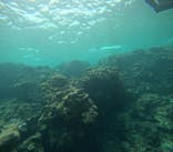 武藤潜水に投稿された画像（2025/7/19）