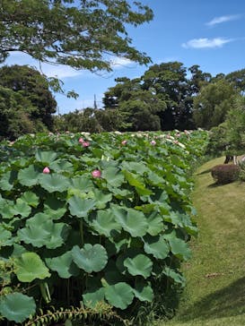 三溪園に投稿された画像（2025/7/19）