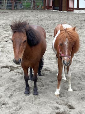 ノーザンホースパークに投稿された画像（2025/7/19）