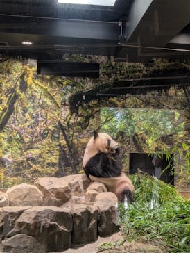 恩賜上野動物園に投稿された画像（2025/7/19）